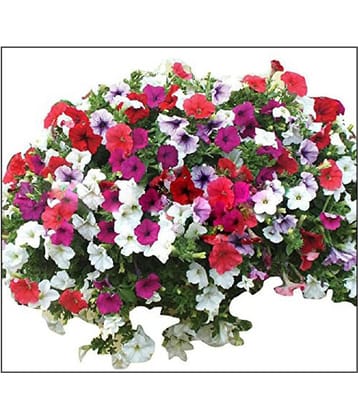 Petunia Hybrida Seeds Flower Seeds