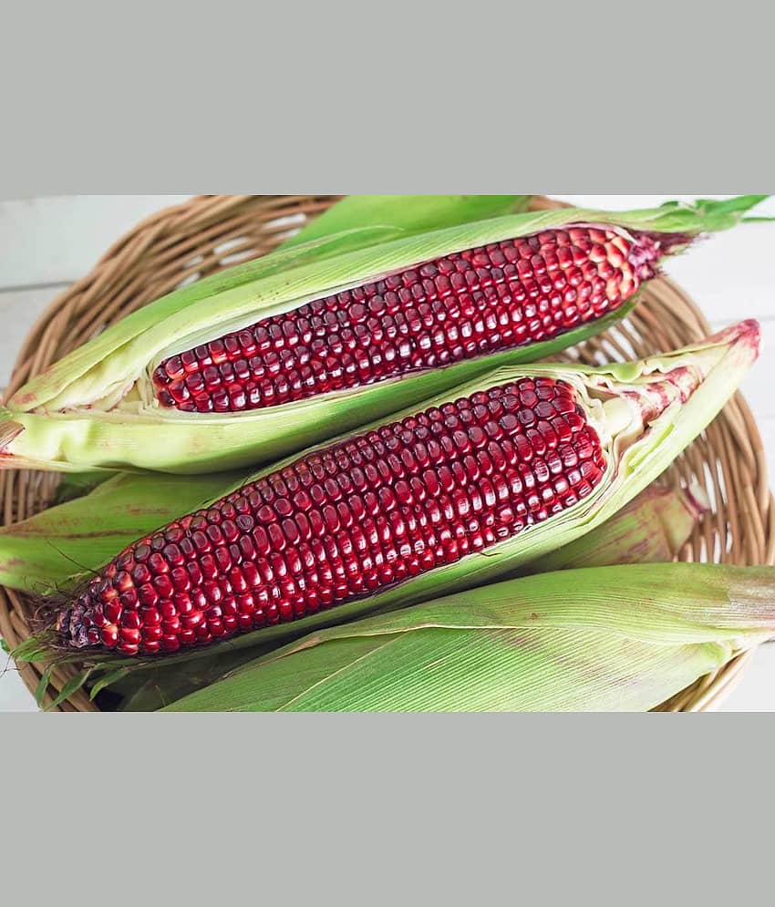 Organic Red Corn Seeds (50 seeds)