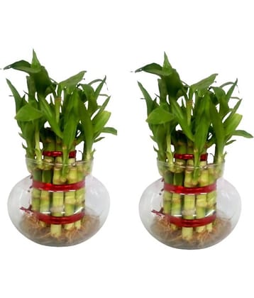 Green plant indoor - Green Wild Artificial Flowers With Pot ( Pack of 2 )