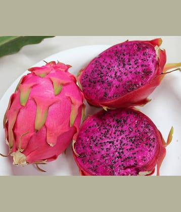 Live Dragon Fruit Plant – Edible   Cactus Fruit for Home & Garden  Dragon Fruit Cactus Plant – Fast-Growing, Fruit-Bearing