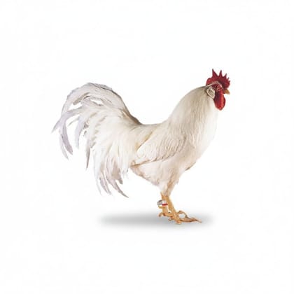 Fresh Whole Chicken - 1 kg - One whole chicken