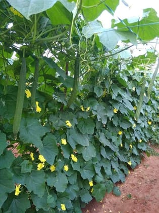 Ridge Gourd Organic Vegetable Seed Pack Of  30