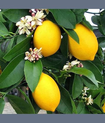 CLASSIC GREEN EARTH - Lemon Vegetable ( 15 Seeds )