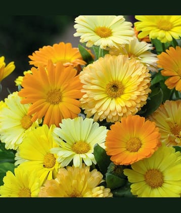 Calendula Flower Seeds F1 Hybrid Summer Flower Seeds for Home Gardening Pack of 50 Seeds Packet