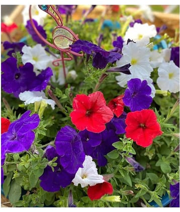 Mixed High Quality Petunia -20 Seeds Per Pack