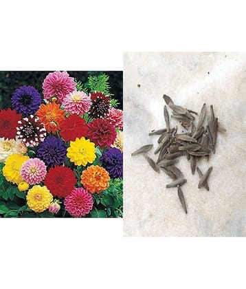 SHOP 360 GARDEN DAHLIA DECORATIVE MIX HYBRID FLOWER SEEDS - PACK OF 30 SEEDS