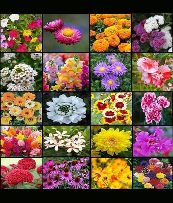 OLD STORE Mixed Flower ( 300 Seeds )