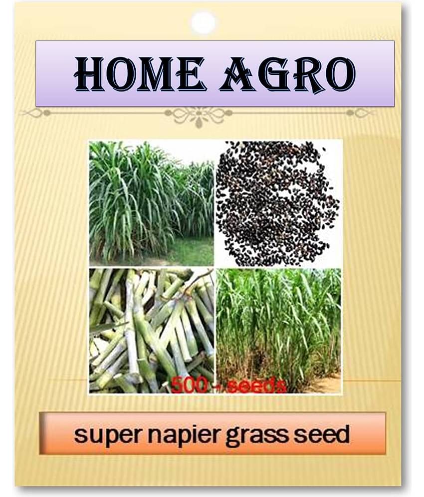 HN organic seed - Grass Seeds ( 500 )