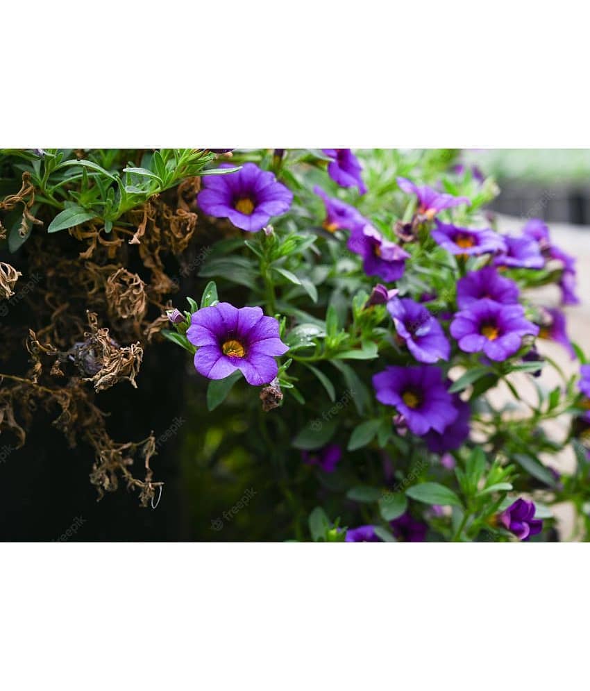 homeagro - Petunia Mixed Flower ( 50 Seeds )