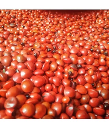 VINARGHYA Full Red Gunja / Gunja Lal / Chirmi Beads / Rati / Guruvinda 21 no.s