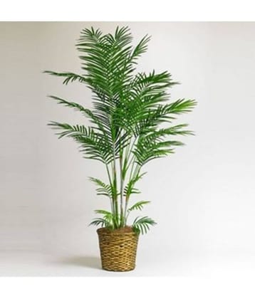 OhhSome Bamboo Palm Seeds (Pack of 10) Tree Seeds