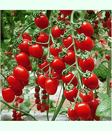 Vedhahi Hybrid Tomato Vegetable ( 20 Seeds )