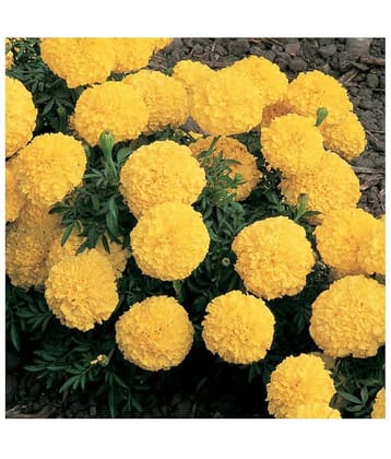 KANISHQ SEEDS YELLOW MARIGOLD FLOWER SEEDS-50 SEEDS