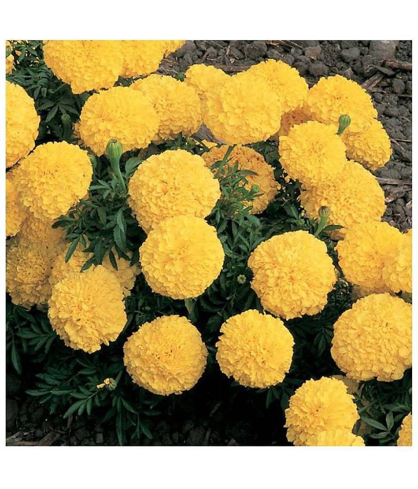 KANISHQ SEEDS YELLOW MARIGOLD FLOWER SEEDS-50 SEEDS