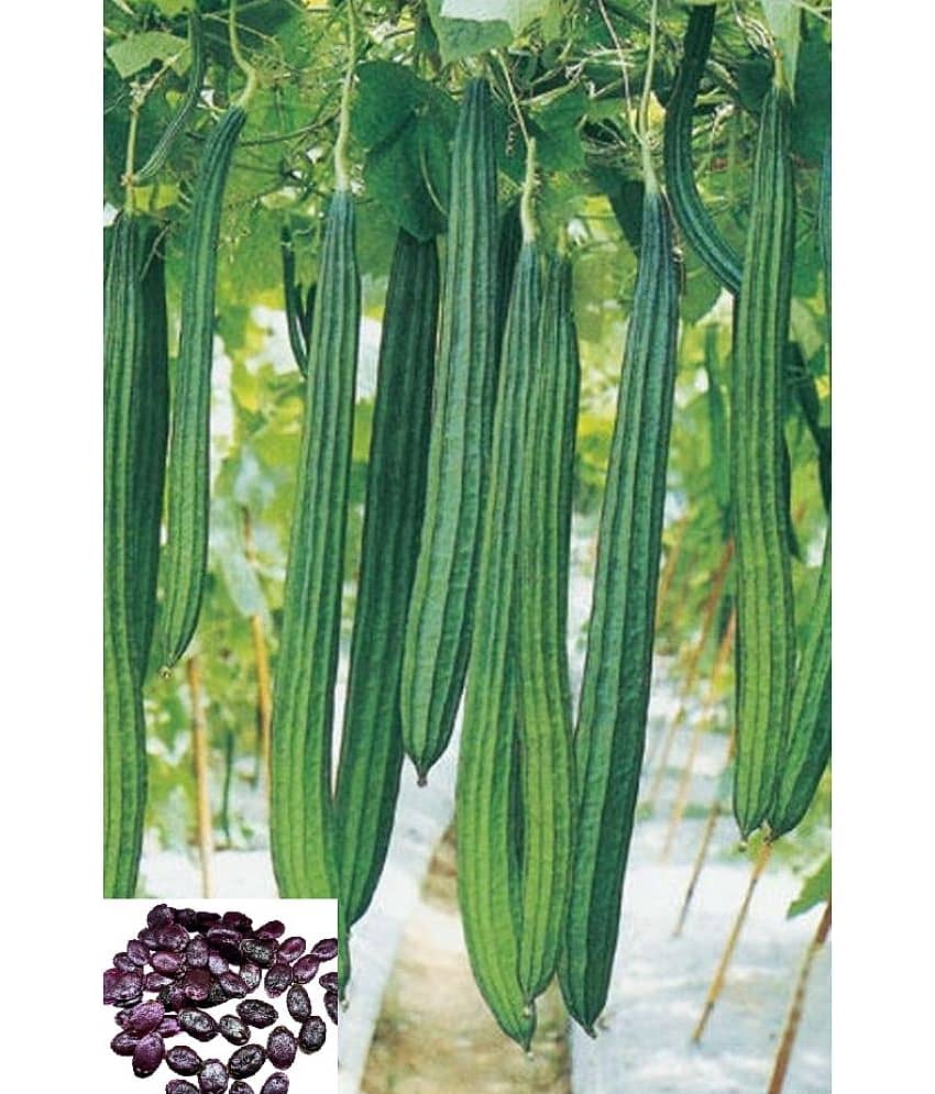 homeagro Ridge Gourd (Toree) Vegetable ( 20 Seeds )