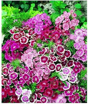 SHOP 360 GARDEN Sweet William Dwarf Mixed Flower Seeds - Pack of 100 Seeds