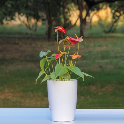 White Dotted Nova Tower Planter-White Dotted / 8 Inch / Pack of 2