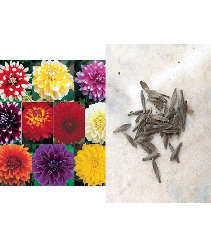 Azalea gardens Mixed Dahlia Flower seeds 25 seeds pack