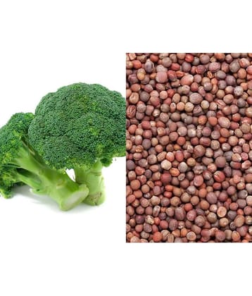 Pearl Broccoli f1 hybrid seeds