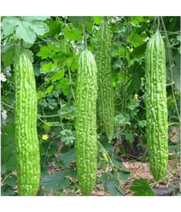 15 Seeds of High Yield Bitter Gourd Pali F1 Hybrid Green Long for Terrace Balcony Kitchen Poly House Gardening