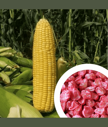 Vedhahi Sweet Corn Vegetable ( 20 Seeds )