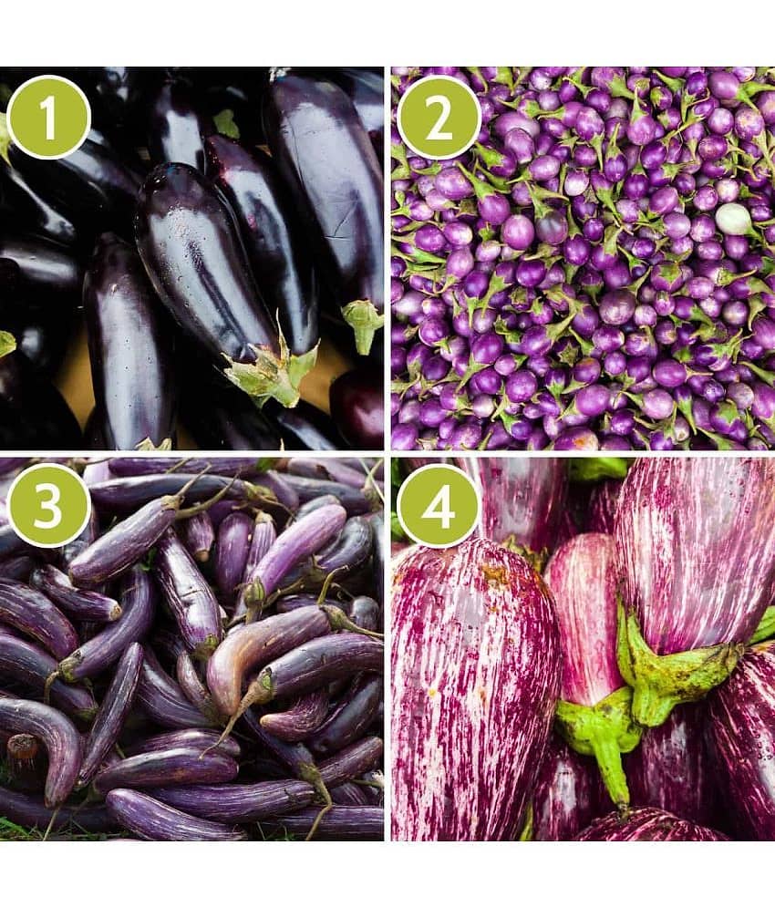 4 type BRINJAL 200 SEEDS PACK WITH USER MANUAL 50-50 seeds of each 1