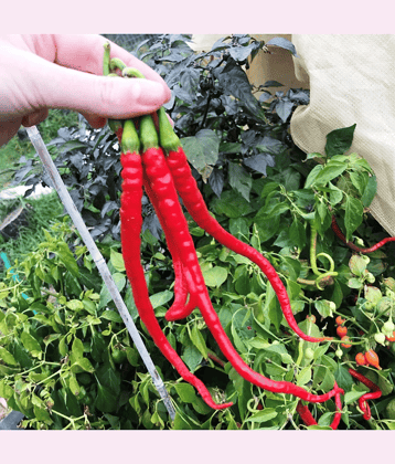 Jignisha Seeds Chilli Vegetable ( 50 Seeds )