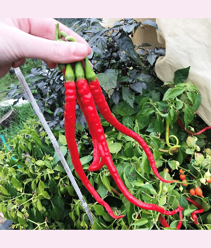 Jignisha Seeds Chilli Vegetable ( 50 Seeds )