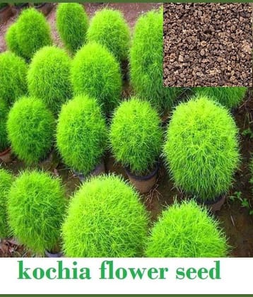 homeagro - Kochia Flower ( 50 Seeds )