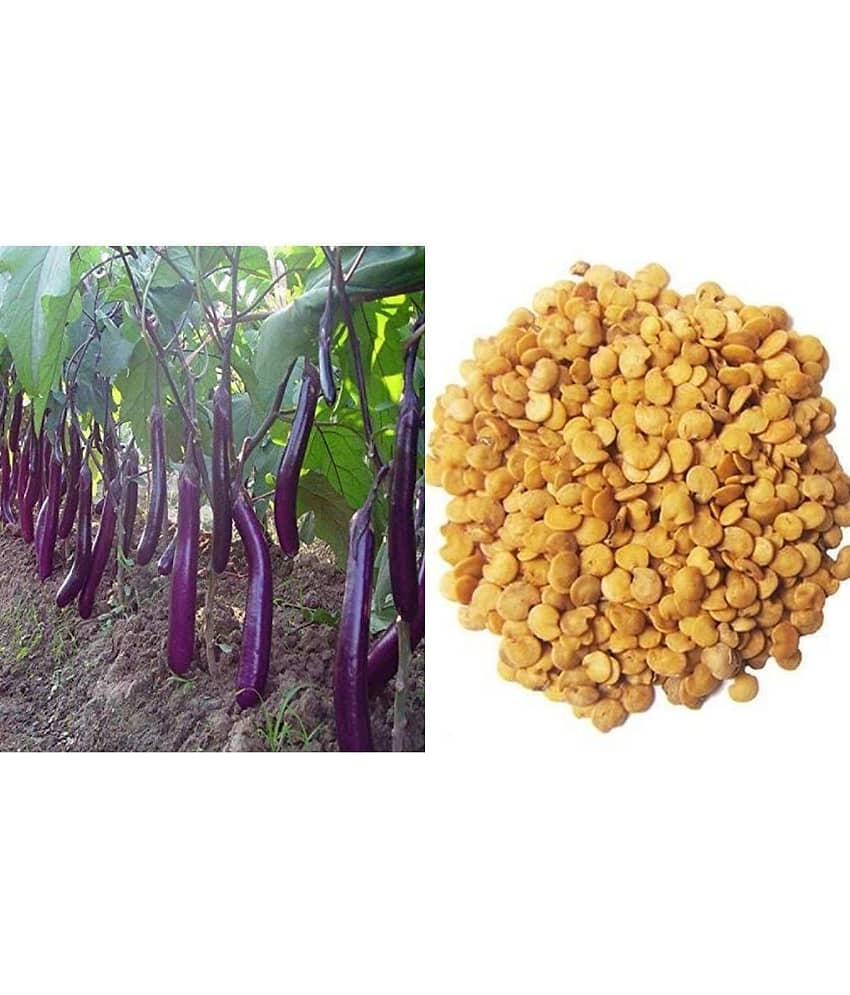 Natural garden plants Brinjal Seeds Long Hybrid F1 Variety Heirloom Vegetable - 100 Seeds-Packet