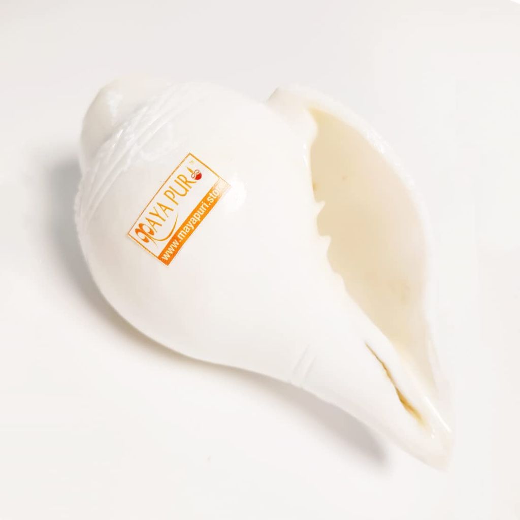 MAYAPURI Natural White Blowing Conch Shell/Shankh Sound Making Shankha for Pooja, Size: 6 inch - Pooja Needs | Buy online on ZillyBuy