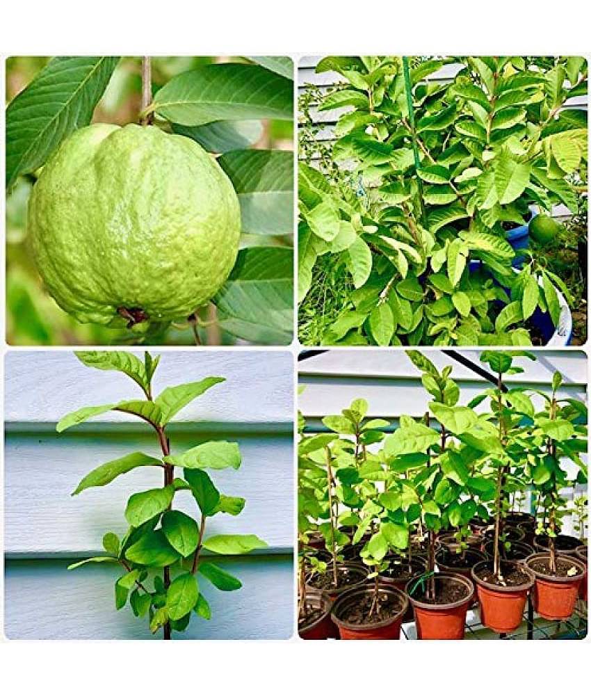 GUAVA WHITE AMRUD 100 FRUIT PLANT 100 SEEDS PACK FREE POTTING SOIL AND USER MANUAL FOR HOME GARDENING USE