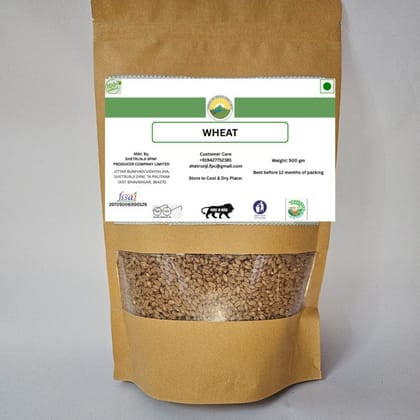 Natural Wheat - 500 gm - 500 gm - One pack of wheat grains