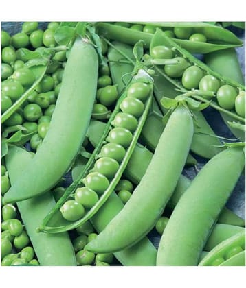 SHOP 360 GARDEN High Yield Hybrid Vegetable Peas Seeds - Pack of 50 grams