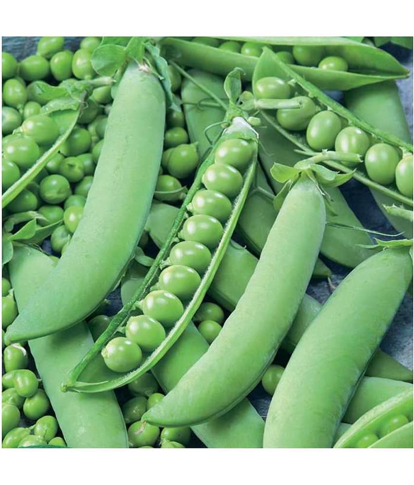 SHOP 360 GARDEN High Yield Hybrid Vegetable Peas Seeds - Pack of 50 grams