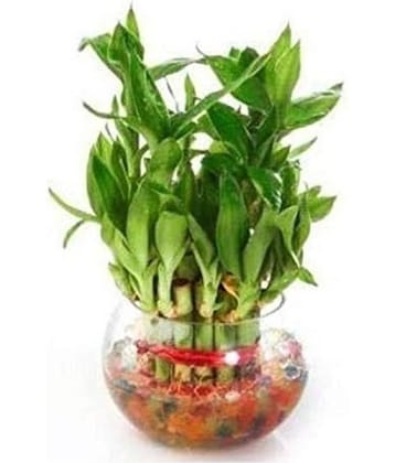 Green plant indoor - Green Wild Artificial Tree ( Pack of 1 )