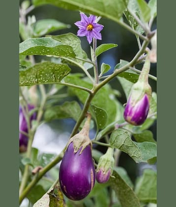 homeagro - Brinjal Vegetable ( 100 Seeds )
