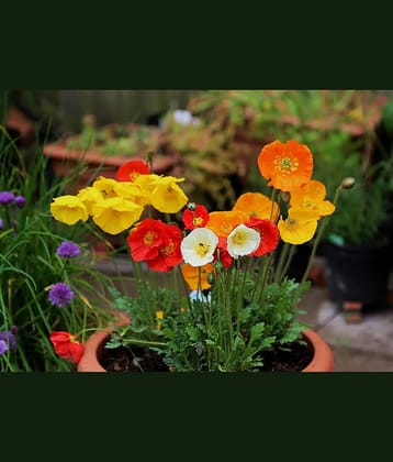 Poppy mix flower 100 seeds pack with free Free cocopeat and user manual for your garden