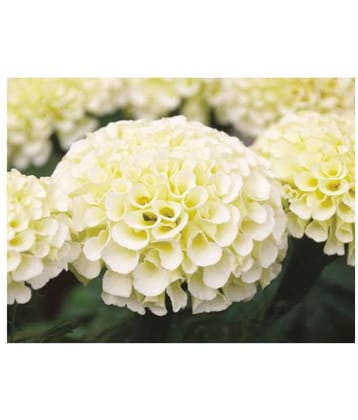 AGREY FRENCH WHITE MARIGOLD 30 SEEDS ( PACK OF 2)