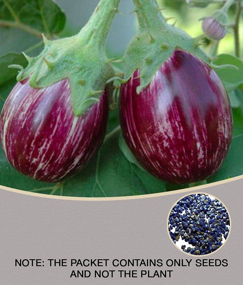 homeagro - Brinjal Vegetable ( 100 Seeds )