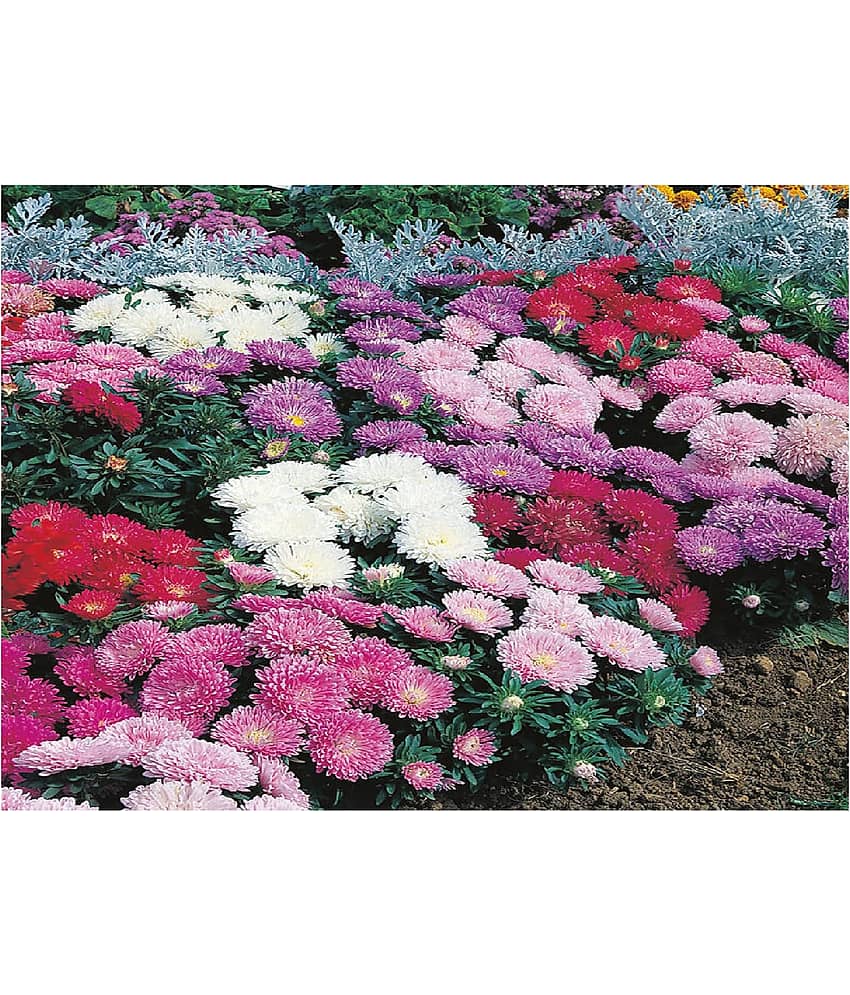 COLOR MIX ASTER FLOWER 50 SEEDS PACK MORE THAN 10 COLORS PLANT SEEDS PACK WITH MANUAL