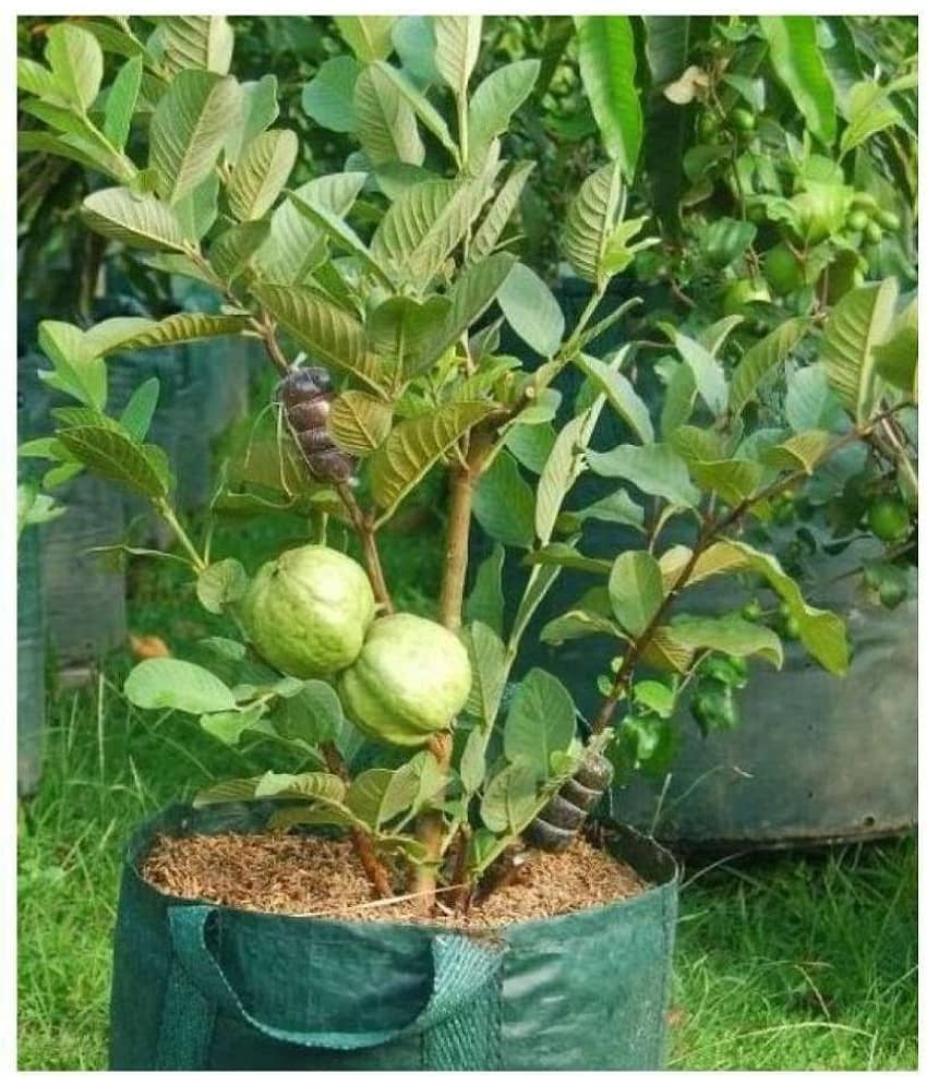 WHITE GUAVA 100 SEEDS PACK WITH COCOPEAT AND MANUAL