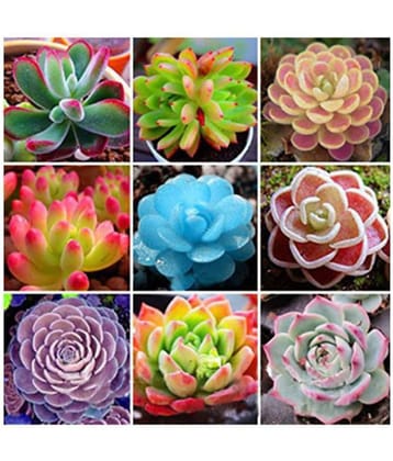 J.M. India Lithops Pseudotruncatella Flower Seeds