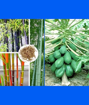 homeagro - Combo of Bamboo Plant ( 20 Seeds ) and Chrysanthemum Flower ( 50 seed )