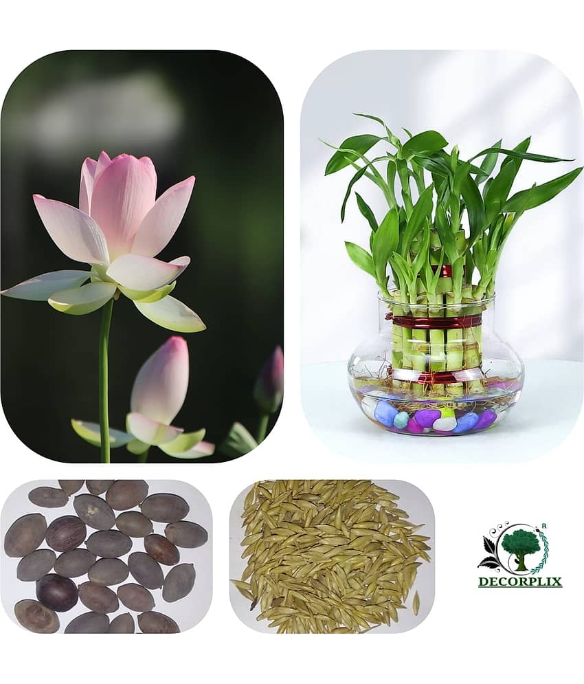 BAMBOO & LOTUS