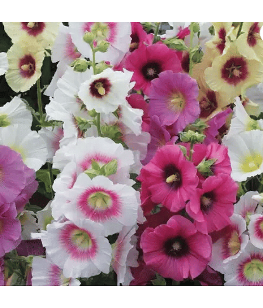 CLASSIC GREEN EARTH - Hollyhock Flower ( 25 Seeds )