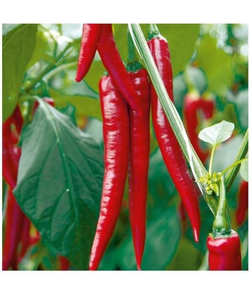 red hot chilli (50 per packet)