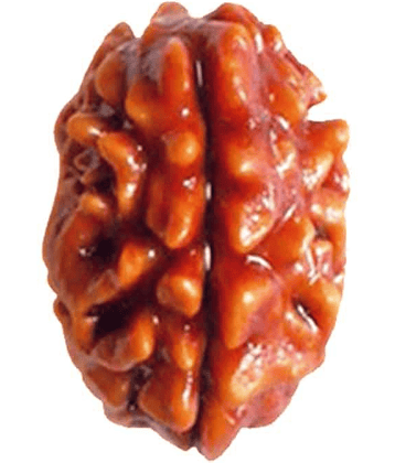 DVR - 2 Mukhi Rudraksha Bead ( Pack of 1 )