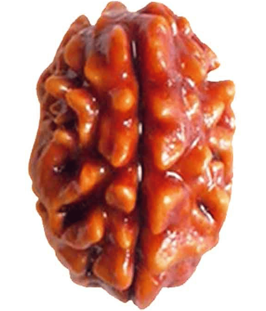 DVR - 2 Mukhi Rudraksha Bead ( Pack of 1 )