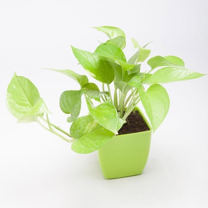 Golden Money Plant In Green Plastic Pot